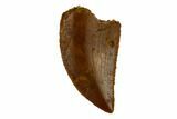 Serrated, Raptor Tooth - Real Dinosaur Tooth #115866-1